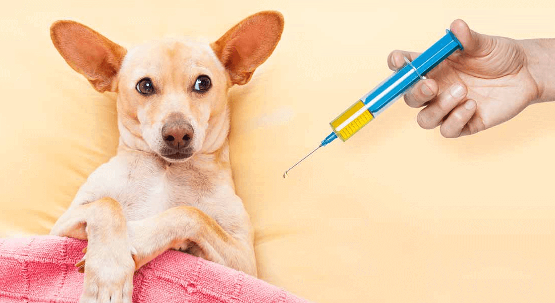 vaccinare-caine-turbare-rabie-veterinar-sibiu
