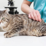 vaccinare-pisica-medic-veterinar-sibiu