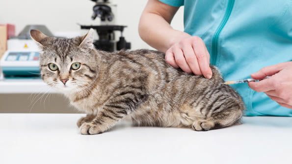 vaccinare-pisica-medic-veterinar-sibiu